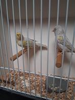 Mooi koppel mozaiek kanaries, Dieren en Toebehoren, Vogels | Kanaries, Meerdere dieren, Kleurkanarie
