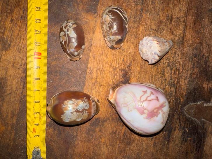 5 aparte bewerkte echte schelpen, Antiek en Kunst, Curiosa en Brocante, Ophalen of Verzenden