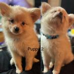 Mooie lieve puppy’s, Dieren en Toebehoren, Honden | Poolhonden, Keeshonden en Oertypen, 8 tot 15 weken, Meerdere, Meerdere dieren