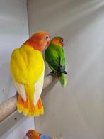 Te koop 3 jongen fischeri opaline. 1 lutino rood oog 2 groen, Meerdere dieren, Dwergpapegaai of Agapornis, Geringd