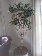 Mooie plant (hydrykorrels) in mooie RVS bloembak op wieltjes, Ophalen, Overige soorten, Halfschaduw, In pot