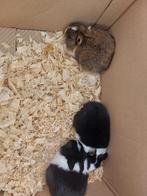 Te koop jonge konijnen, Juni, Meerdere dieren, Overige typen