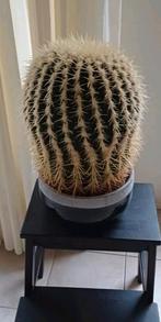 Grote bolcactus - 38 cm hoog, Tuin en Terras, Volle zon, Vaste plant, Bloeit niet, Ophalen