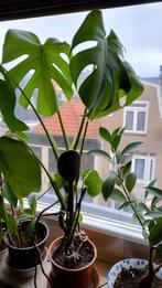 planten gatenplant, ficus ginseng, graslelie stekjes, Ophalen, Overige soorten, Minder dan 100 cm