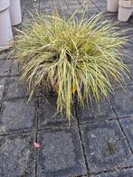 Diverse siergrassen in potten, Tuin en Terras, Planten | Tuinplanten, Ophalen, Volle zon, Vaste plant, Siergrassen