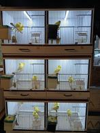 Waterslagers geel, Dieren en Toebehoren, Meerdere dieren, Kleurkanarie