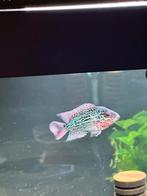 Flowerhorn, Dieren en Toebehoren, Vissen | Aquariumvissen, Vis
