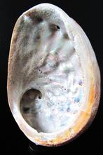 Abalone schelp, Ophalen of Verzenden, Schelp(en)