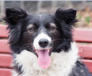  Lieve Basya -  mix border collie , 1 jaar oud beschikbaar voor biedingen