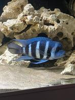 Frontosa blue moba zaïre, Dieren en Toebehoren, Vissen | Aquariumvissen, Vis
