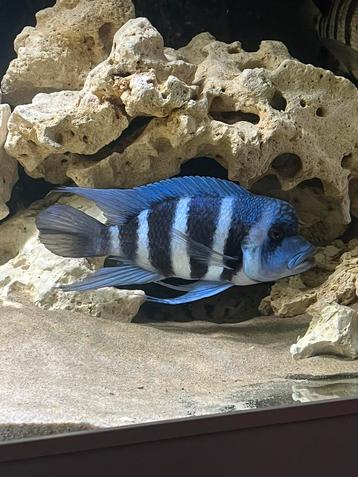 Frontosa blue moba zaïre beschikbaar voor biedingen