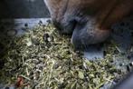 Paardenvoer, hooi, stro, alles voor uw paard!, Dieren en Toebehoren, Dierenvoeding, Ophalen of Verzenden, Vee
