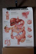The digestive system poster, Ophalen of Verzenden, Zo goed als nieuw, Rechthoekig Staand, Dier of Natuur