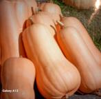 Flespompoen zaad, Ophalen of Verzenden, Voorjaar, Volle zon, Zaad