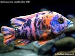 Malawi cichliden – Aulonocara multicolor OB, Dieren en Toebehoren, Vissen | Aquariumvissen, Zoetwatervis, Schoolvis, Vis
