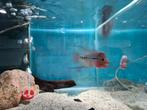 Flowerhorn Red Pearl Cichlide, Dieren en Toebehoren, Vis, Zoetwatervis