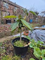 Loquat Japanse Mispel, Ophalen of Verzenden, Lente