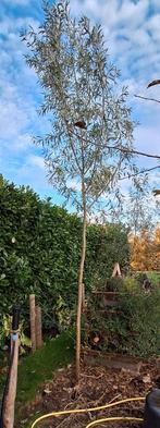 wilg, Tuin en Terras, Ophalen, Lente, Volle zon, Overige soorten