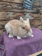 Raszuivere leeuwkop dwerg konijn, Mannelijk, Dwerg