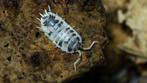 Porcellio laevis 'Dairy Cow' Pissenbed, Dieren en Toebehoren, Overige soorten