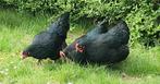 Kippen australorp, Dieren en Toebehoren, Pluimvee, Vrouwelijk, Kip