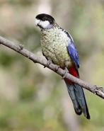 Gezocht: Browns rosella, Dieren en Toebehoren, Vogels | Parkieten en Papegaaien, Meerdere dieren, Parkiet, Geringd