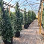 Taxus Baccata, Bloeit niet, 100 tot 250 cm, Zuilboom, Ophalen