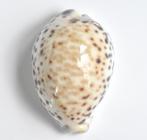 Schelpen: Cypraea tigris pardalis 96,1mm - Australië, Ophalen of Verzenden, Schelp(en)