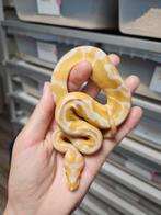 Albino Clown 0.1 vrouwtje Python regius