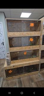 Actie! Rattenslang nk25 inclusief nieuw compleet terrarium