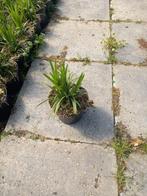 Liriope big blue siergrassen , leliegras in soorten, Ophalen of Verzenden, Zomer, Siergrassen, Halfschaduw