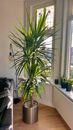 Yucca palm tree 2,50 m high, Ophalen, 200 cm of meer, In pot, Groenteplant