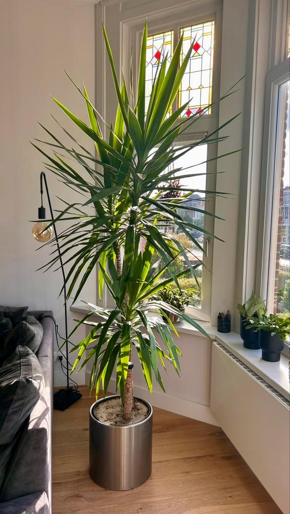 Yucca palm tree 2,50 m high, Huis en Inrichting, Kamerplanten, Groenteplant, 200 cm of meer, Groene kamerplant, Volle zon, In pot