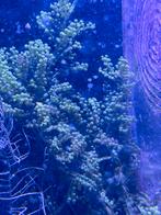 Caulerpa alg te koop, Dieren en Toebehoren, Overige typen, Zoutwatervis