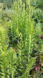 Varentjes voor buiten, zelf gekweekt, Tuin en Terras, Planten | Tuinplanten, Ophalen of Verzenden