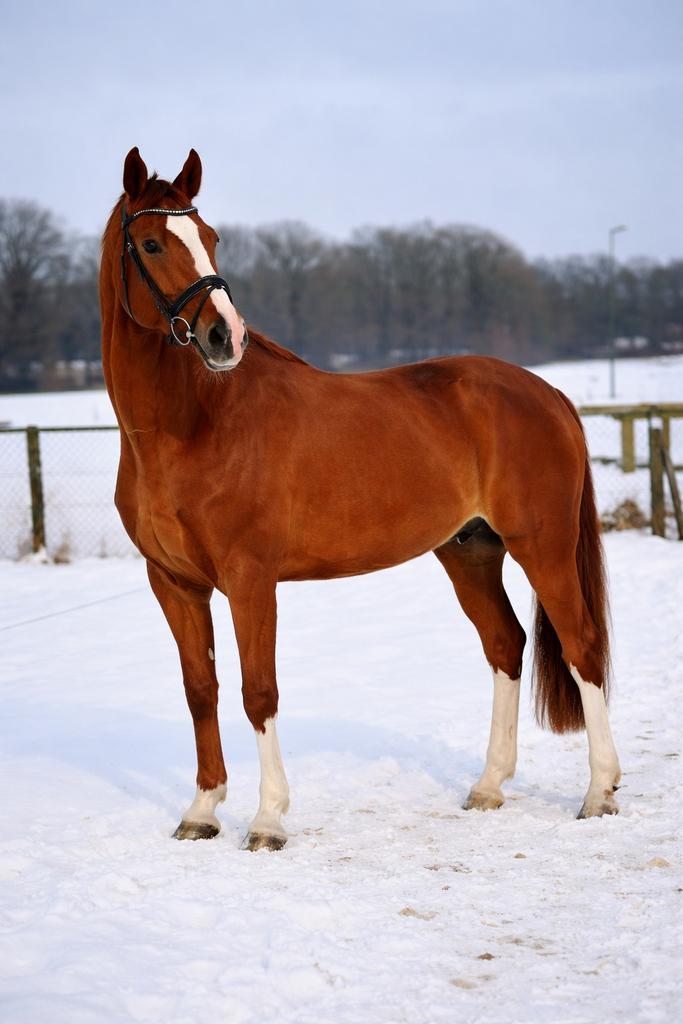 Zangersheide ruin 1.70m, Dieren en Toebehoren, Paarden, Ruin, L, 170 tot 175 cm, 11 jaar of ouder, Dressuurpaard, Ontwormd