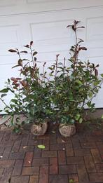 Photinia fras red robin  verschillende maten, Ophalen of Verzenden, Overige soorten, 100 tot 250 cm
