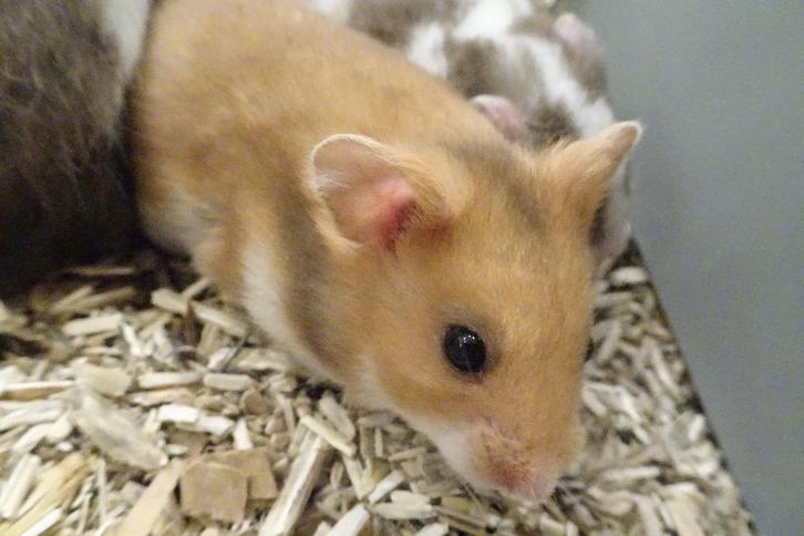 Goudhamsters in Assen., Dieren en Toebehoren, Knaagdieren, Meerdere dieren, Hamster, Januari, Tam