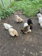 Prachtige USA zijdehoen silkies toom!, Dieren en Toebehoren, Pluimvee, Meerdere dieren, Kip