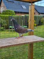 Rubella postduiven (doffer), Dieren en Toebehoren, Vogels | Duiven, Mannelijk, Postduif