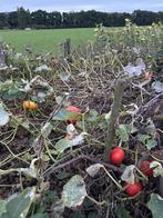 Compost gratis afhalen, Tuin en Terras, Ophalen, Compost