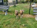 Ongehoornde toggenburger bokken, Dieren en Toebehoren, Schapen, Geiten en Varkens, Mannelijk, Geit