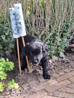 Goldador pups puppies Labrador Golden Retriever, Golden retriever, Rabiës (hondsdolheid), 8 tot 15 weken, Meerdere