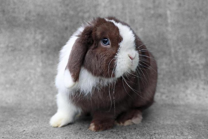 NHD Dwerg hangoor ram - BOBBY - Bruin bont + blauwe ogen, Dieren en Toebehoren, Konijnen, Dwerg, Mannelijk, 0 tot 2 jaar, Hangoor