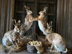 Opgezette haas hazen opgezet taxidermie veluwe, Verzamelen, Dierenverzamelingen, Ophalen, Nieuw, Wild dier, Opgezet dier