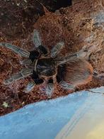 2 Vogelspinnen te koop., Dieren en Toebehoren