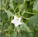 Doornappel wit, Ophalen of Verzenden, Voorjaar, Volle zon, Zaad