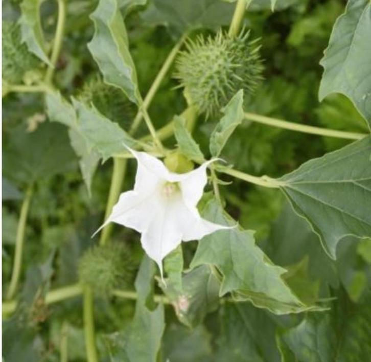 Doornappel wit, Tuin en Terras, Bloembollen en Zaden, Zaad, Voorjaar, Volle zon, Ophalen of Verzenden