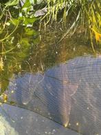 3 steuren 120 cm, Steur