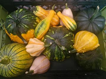 Kalebassen pompoenen  beschikbaar voor biedingen